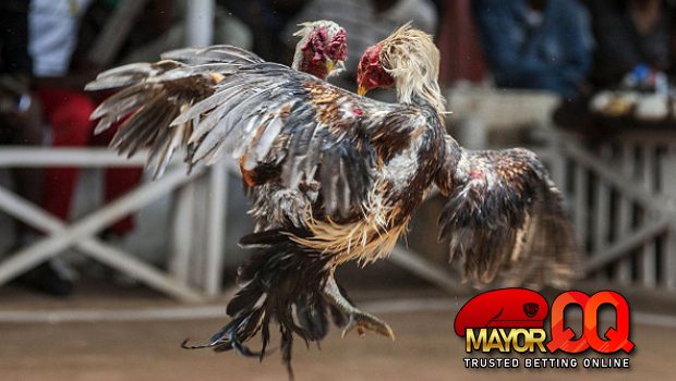 Cara Bermain Judi Sabung Ayam SV388 & S128