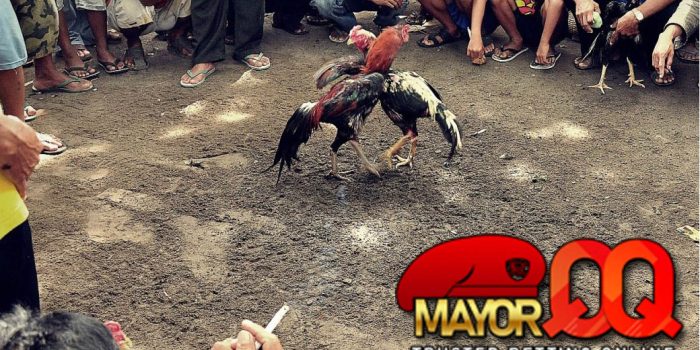 Menangkan uang tanpa batas dalam permainan taruhan sabung ayam online